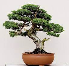 Grow Trees From Seed As Bonsai Cultivation Technique Indoor Bonsai Tree Bonsai Tree Painting Bonsai Tree