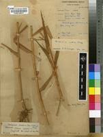 Image result for Urochloa arrecta