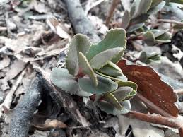 Image result for Kalanchoe lateritia