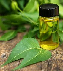 Use your fingertips to rub it all over the scalp, focus on the scalp or the roots of the hair. Neem Oil How To Use It For Scabies Treatment 8 Remedies