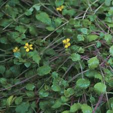Strange flowers unusual flowers unusual plants rare flowers black flowers exotic plants beautiful flowers tropical plants jade vine. Covering Ground With Creeping Plants Finegardening