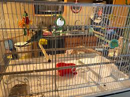 Frenchie bulldogs originally came from the stomping ground of robin hood, nottingham, england. Gf And I Went To A Local Exotic Pet Store To Just Look Around Came Home With This Big New Used Cage For 20 Now Leia Has Much More Room To Fly And