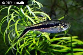 Image result for Tetradenia bainesii