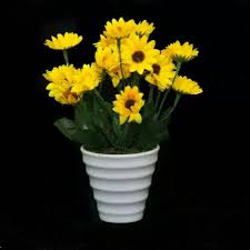 Bunga ini berwarna kuning terang karena keindahannya bunga matahari sering dijadikan tanaman hias di dalam pot. Bunga Matahari Pot Bunga Matahari Shopee Indonesia