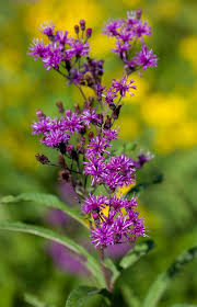 Giant Ironweed Seeds for Beautiful Butterfly Gardens