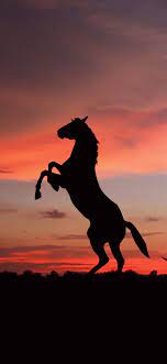 Horse wallpapers provides the collection of amazing pics and pictures of horses you always dreamed about. Horse Wallpaper Hd For Mobile 1080x2340 Wallpaper Teahub Io