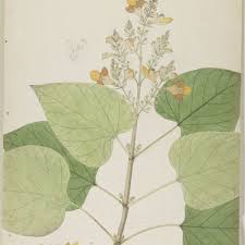 Image result for Gmelina