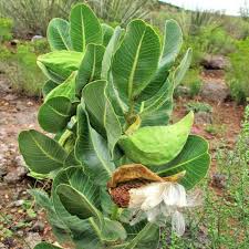 Broadleaf Milkweed Seeds Asclepias Latifolia Milkweed Seeds Asclepias Milkweed