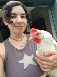 Chick head pecking treatment and recovery