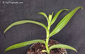 Image result for Habenaria arenaria