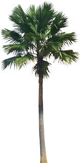 A Collection Of Tropical And Subtropical Plant Images With Transparent Background Palm Tree Png Tropical Plants Plants