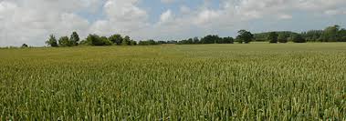Il y a 14 jours. Grandes Cultures Chambre D Agriculture Nord Pas De Calais