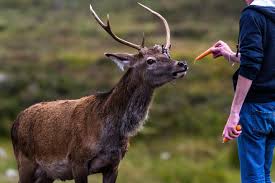 Deer is both the singular and the plural, so you can say does a deer eat meat? or do deer eat meat? the answer is yes, sometimes. Feeding Deer The British Deer Society