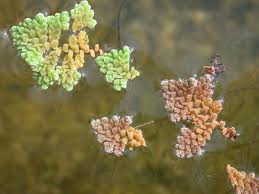 Image result for Azolla