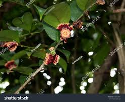 Image result for Napoleonaea