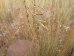 Image result for Eragrostis nindensis