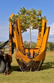 Dig a narrow, deep trench. Tree Transplanting And Sales Brainerd Tree Moving And Sales Contact Us 218 838 0622