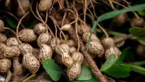 Image result for Arachis