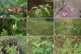 Image result for Indigofera delagoaensis