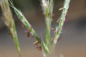 Image result for Andropogon fastigiatus