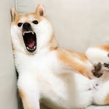 pin on graziausi pasaulio sunys