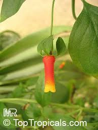 Image result for Manettia