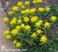 Image result for Euphorbia neopolycnemoides