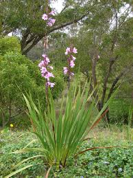 Image result for Watsonia borbonica
