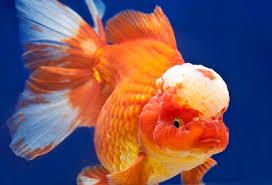 Agar menimbulkan efek , animasi ini juga memberi kesan lebih keren. Gambar Ikan Mas Koki Untuk Kontes Dan Hiasan Akuarium Unik Dan Cantik