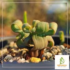 Image result for Trachyandra