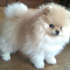 Pin By Gabyk On So Cute Pomeranian Puppy Pomeranian Colors Cute Baby Animals
