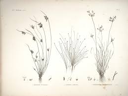 Image result for Fimbristylis