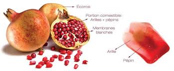 Les Fruits Commencant Par G