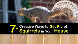 Check spelling or type a new query. 7 Creative Ways To Get Rid Of Squirrels In Your House
