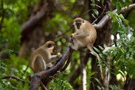 The Barbados Green Monkey Is Undeniably Cute And Naturally Inquisitive But They Do Pose A Serious Threat To The Wildlife Reserve Barbados Caribbean Vacations