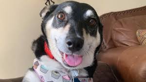 According to hirsch, lifeline helped reunite 1,809 lost pets with their owners in 2020. Qx8qlpdlrzfgwm