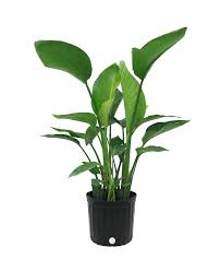Bird Of Paradise Plant In Pot Outside Amazon S Plants Store Has All Types Of Indoor And Outdoor Plants Birds Of Paradise Plant Paradise Plant House Plants Indoor