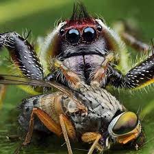 macro shot of an australian green jumping spider with its prey jumping spider australian greens animals