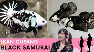 Beli black samurai cupang online berkualitas dengan harga murah terbaru 2021 di tokopedia! Ikan Cupang Black Samurai Harga Jutaan Perbedaan Antara Black Samurai Dan Black Mamba Youtube