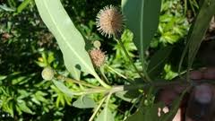 Image result for Indigofera ormocarpoides