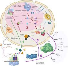 Check spelling or type a new query. Frontiers Systematic Review Of Plant Ribosome Heterogeneity And Specialization Plant Science