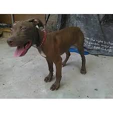 Rand paul previously hounded dr. Camelot Rednose Pitbull For Sale Pennsylvania