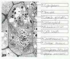 Plant cell under light microscope labelled. Ariel Medeiros The Bioslayers