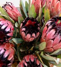 Image result for Protea enervis