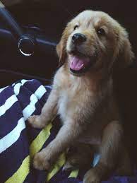 preppy paradise hundebabys babyhunde hundebaby