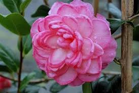 Camellia X Williamsii Dream Boat Camellia Plants Flowers