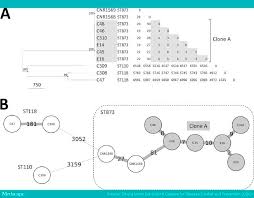 Novel Enterobacter Lineage As Cause Of Nosocomial Outbreak