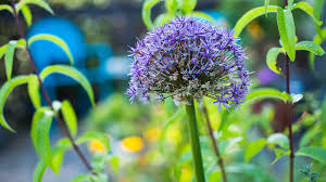 Spring flowers that grow from bulbs. 6 Bulbs To Plant Now For Spring Pass The Pistil