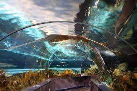 Ripley'S Aquarium Of Canada - Review — Sarah Freia