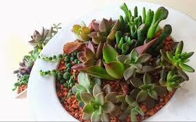 冬だけど多肉植物の葉挿しと挿し木に挑戦